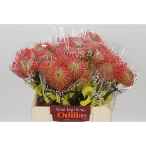 Nutans Ayoba Pink