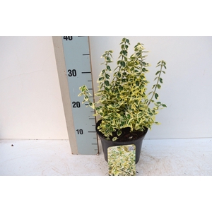 Euonymus fortunei Dan's delight'PBR