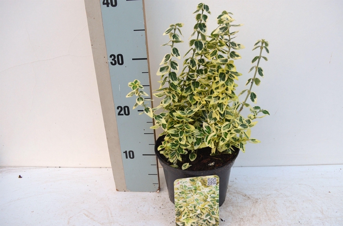 <h4>Euonymus fortunei Dan's delight'PBR</h4>