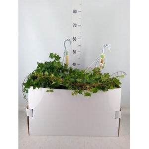 Hedera helix 'Pittsburgh'