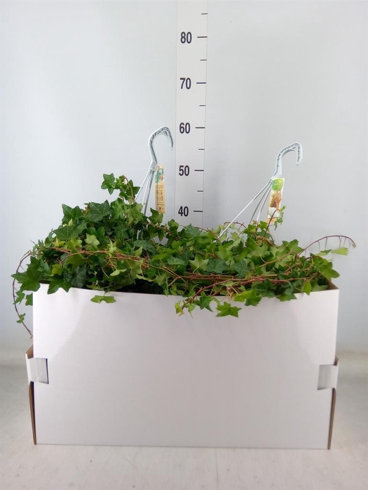 <h4>Hedera helix 'Pittsburgh'</h4>