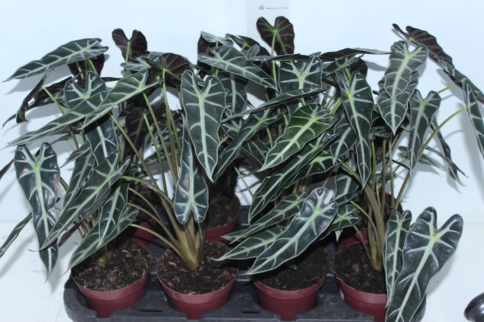 <h4>ALOCASIA POLLY P12</h4>