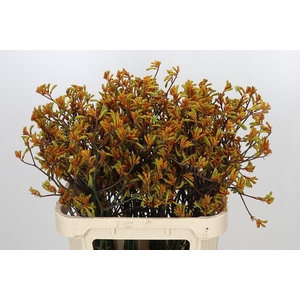 Anigozanthos Bush Sunset
