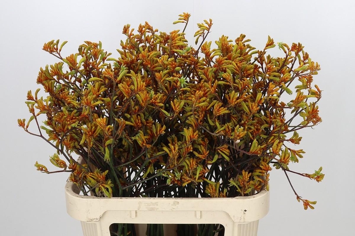 <h4>Anigozanthos Bush Sunset</h4>