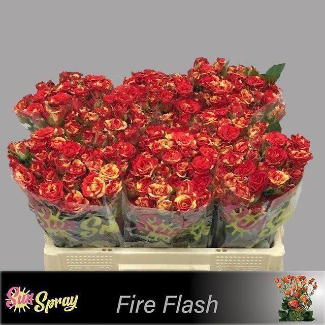 <h4>ROSA TR 'FIRE FLASH'</h4>