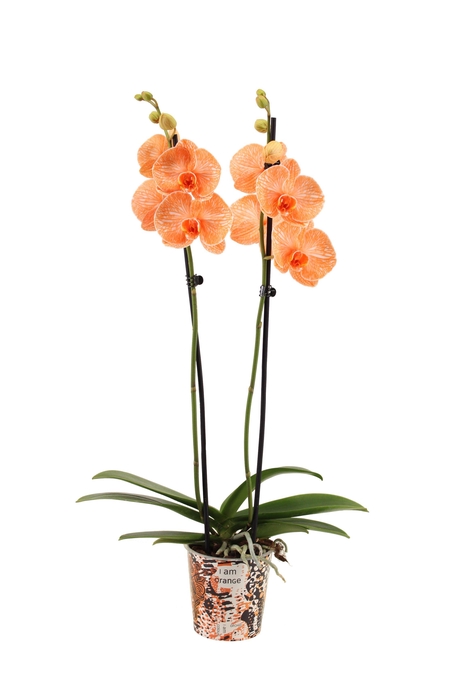 <h4>Potcover I Am Orange Phal I Am Orange 2T14+</h4>