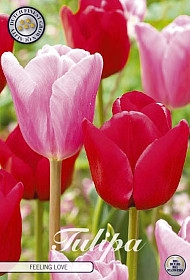 <h4>Bulb Tulp Feeling Love X10</h4>