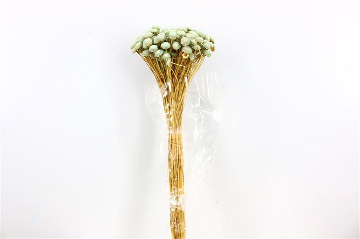 <h4>Dried Batao Light Blue P Bunch</h4>