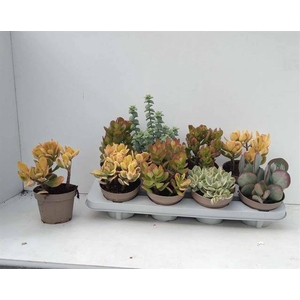 Crassula Mixed 12Ø 22cm