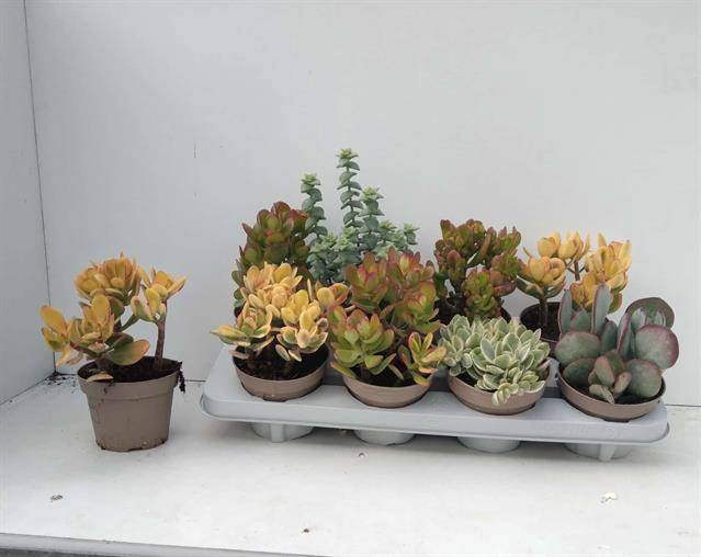 Crassula Mixed 12Ø 22cm
