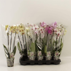 PHAL GEM