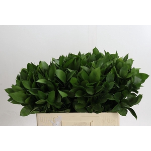 Ruscus aculeatus   ...groot blad