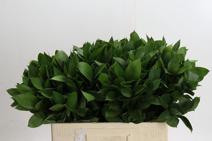 <h4>Ruscus aculeatus   ...groot blad</h4>