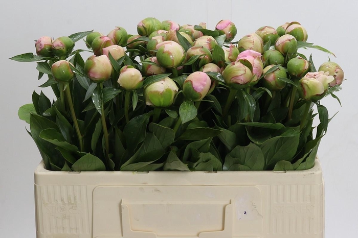 <h4>Paeonia Alertie</h4>