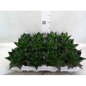 Aloe aristata 'Cosmo'