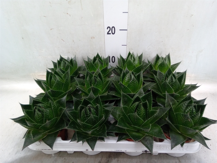 <h4>Aloe aristata 'Cosmo'</h4>