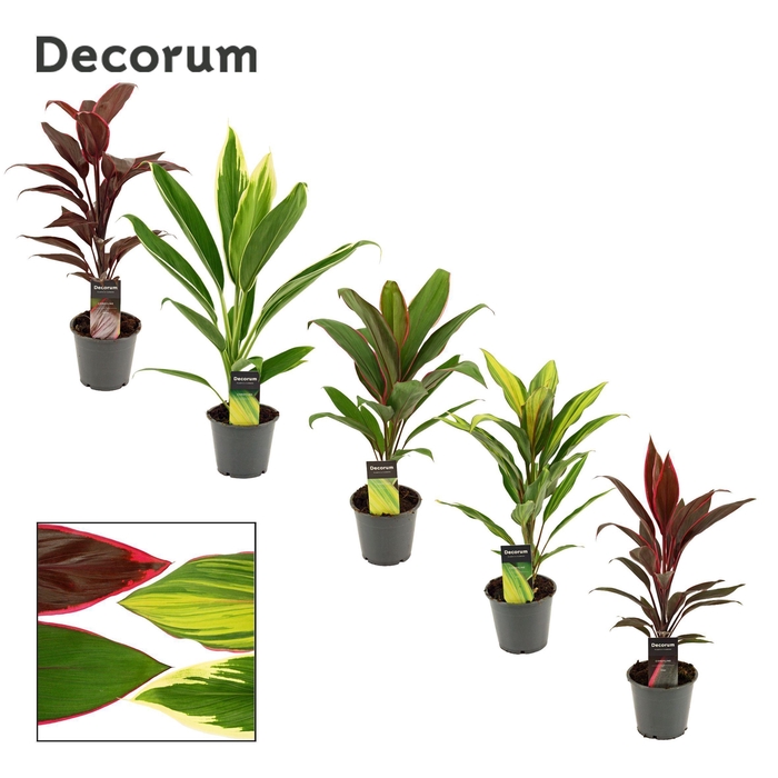 <h4>Cordyline Mix 12 cm (Decorum)</h4>