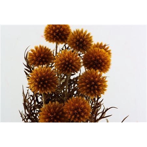 Pres Echinops 10pc Orange Bunch