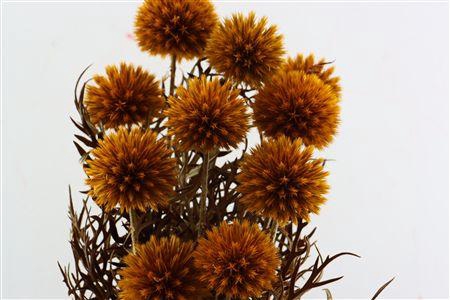 <h4>Pres Echinops 10pc Orange Bunch</h4>