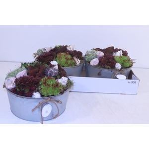ARR SEMPERVIVUM