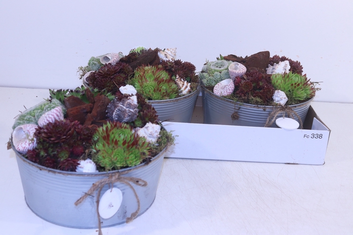 <h4>ARR SEMPERVIVUM</h4>