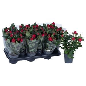 Nolina Roses Ø 10.5 cm Red Blanco sleeve