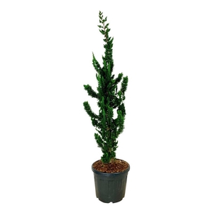 Chamaecyparis l. 'Wissel's Saguaro'