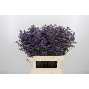 Lim Saf Classic Blue