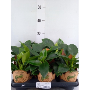 Philodendron   ...