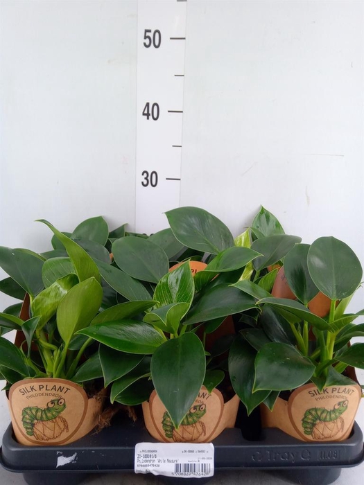 <h4>Philodendron   ...</h4>