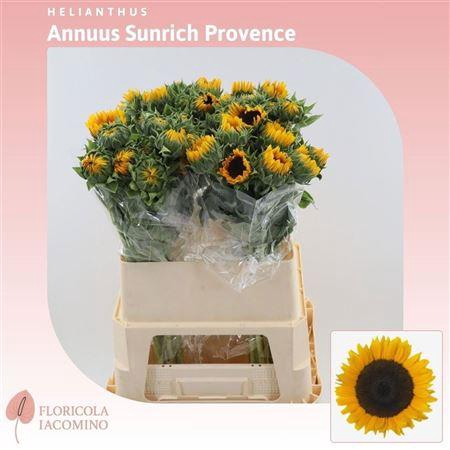 <h4>HELI SUNRICH PROVENC</h4>