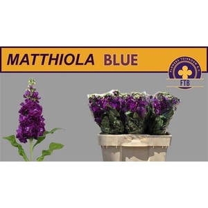 Matthiola Purple