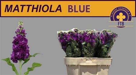 <h4>Matthiola Purple</h4>
