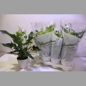 Anthu An White Champ