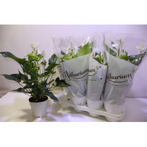 Anthu An White Champ