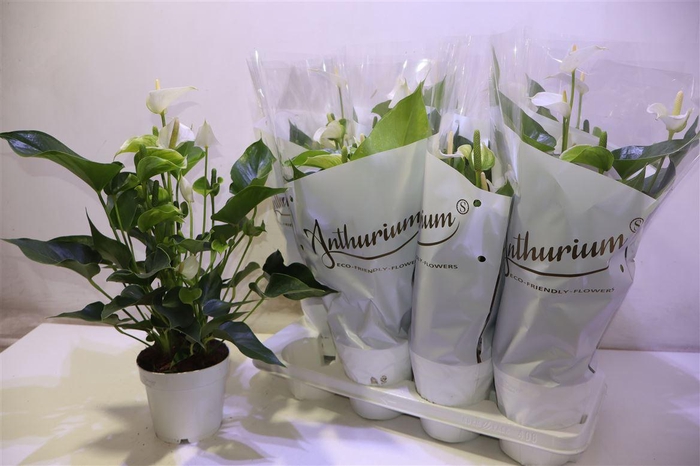 <h4>Anthu An White Champ</h4>