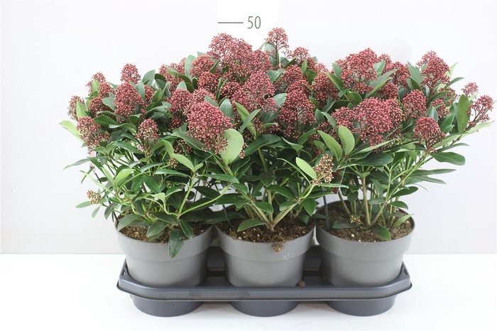 <h4>Skimmia Jap. Rubella 40+ X</h4>