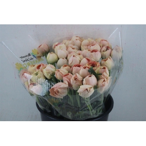 Ran Cloni Ex Champagne