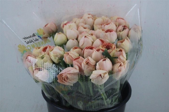 <h4>Ran Cloni Ex Champagne</h4>