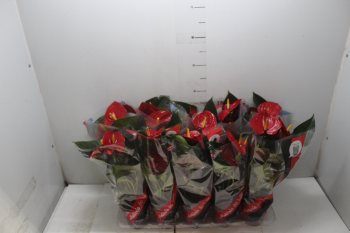 <h4>ANTHURIUM RED SUCCESS P12</h4>