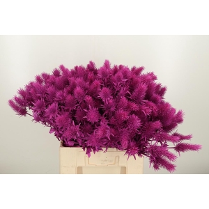 Eryn Supernova Kl Bh Erika