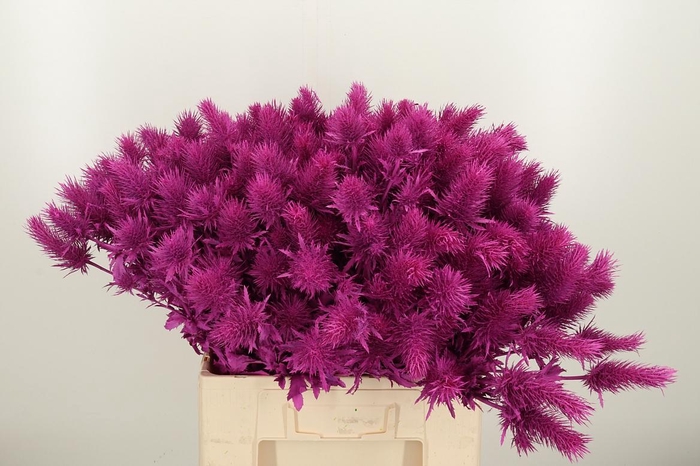 <h4>Eryn Supernova Kl Bh Erika</h4>