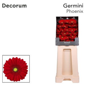 Germini Phoenix Diamond