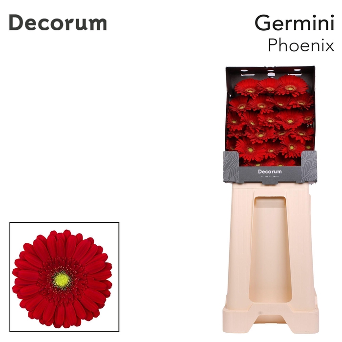 <h4>Germini Phoenix Diamond</h4>