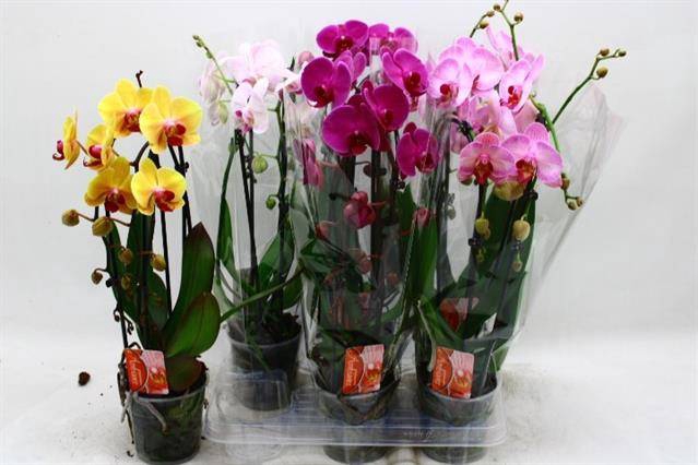 <h4>PHAL EL CASCADE</h4>