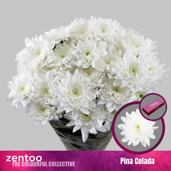 <h4>CHR T PINA COLADA</h4>