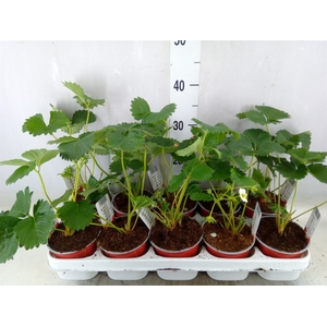 Fragaria vesca