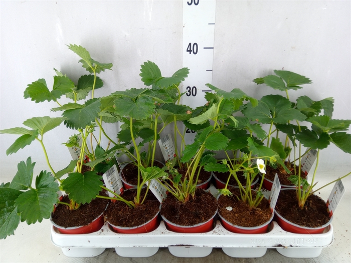 <h4>Fragaria vesca</h4>