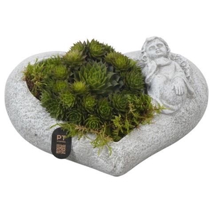 PTAH3016 Arrangement Allerheiligen in beton hart pot
