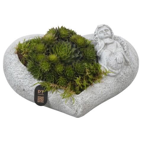 <h4>PTAH3016 Arrangement Allerheiligen in beton hart pot</h4>